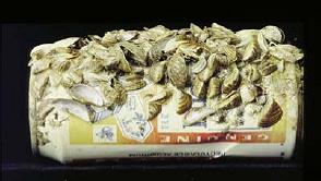 Zebra Mussel.  Photo courtesy of the Indiana Department of Natural Resources.