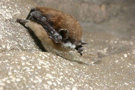 Little brown bat with white-nose syndrome, New York Credit: Al Hicks, NY Dept. of Environmental Conservation.
