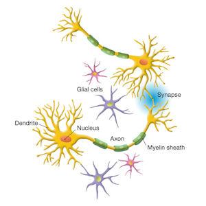 In the nervous system, networks of nerve cells send signals thoughout the body. Signals that cross the synapse from one cell to another have been thought to be the main form of communication, but new research shows neurons emit signals from the axon as well.  Courtesy image.
