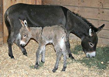 Miniature Donkey Foal born today at the Zoo. Courtesy image.