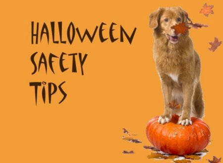 Halloween Safety Tips. Image courtesy of Fort Wayne Animal Care & Control.