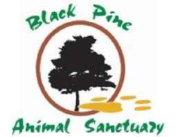 Black Pine Animal Sanctuary logo.